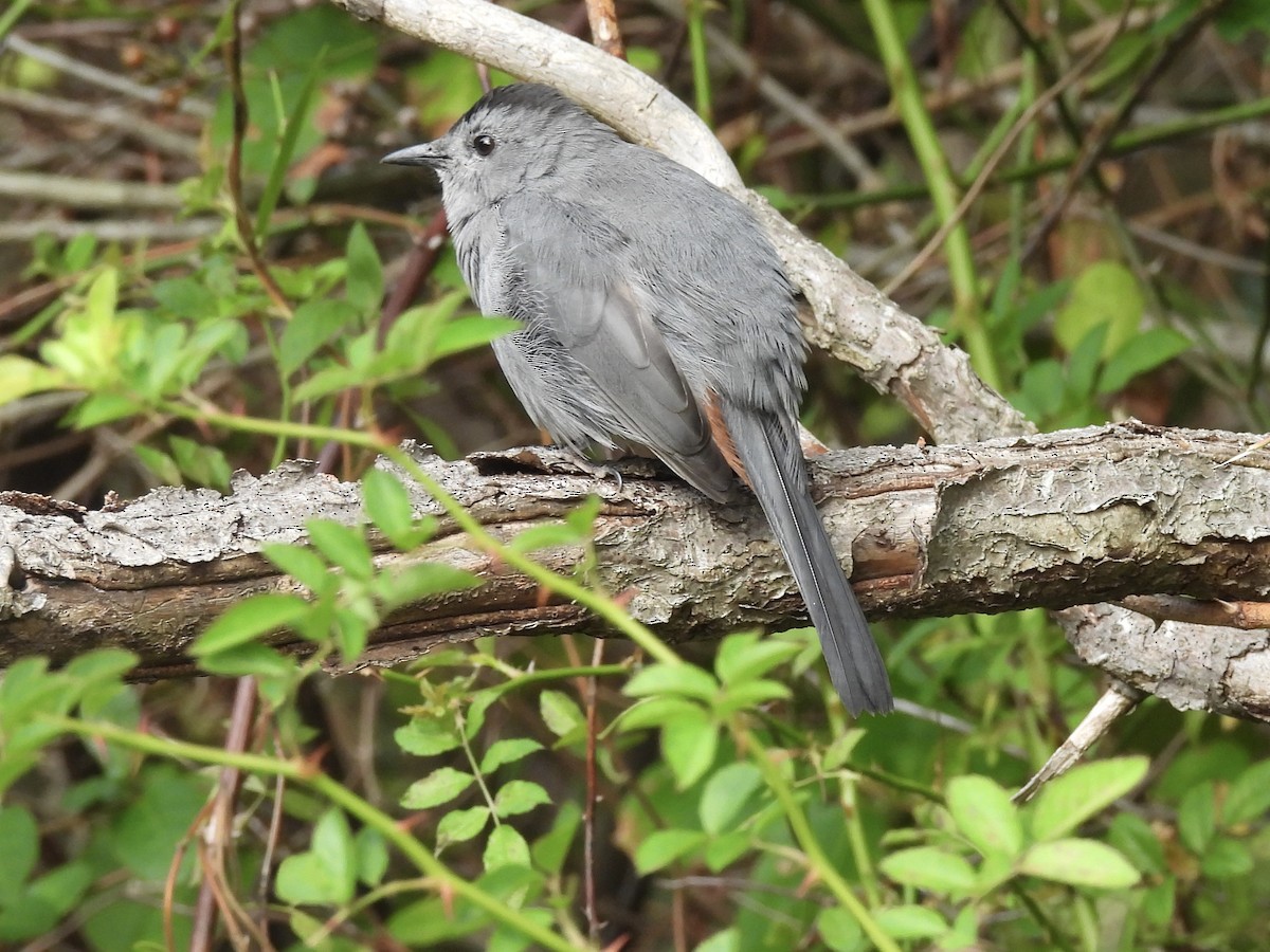 Gray Catbird - ML642661880