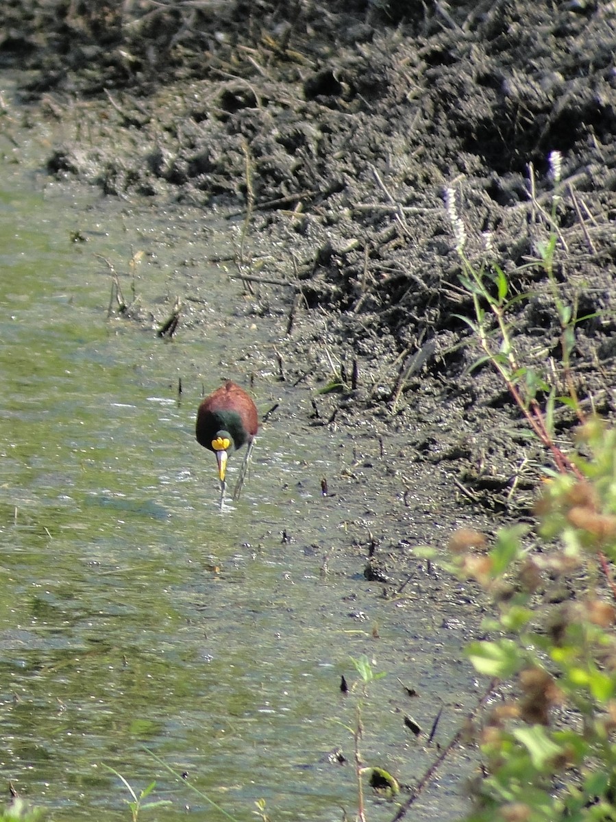 Northern Jacana - ML642661898
