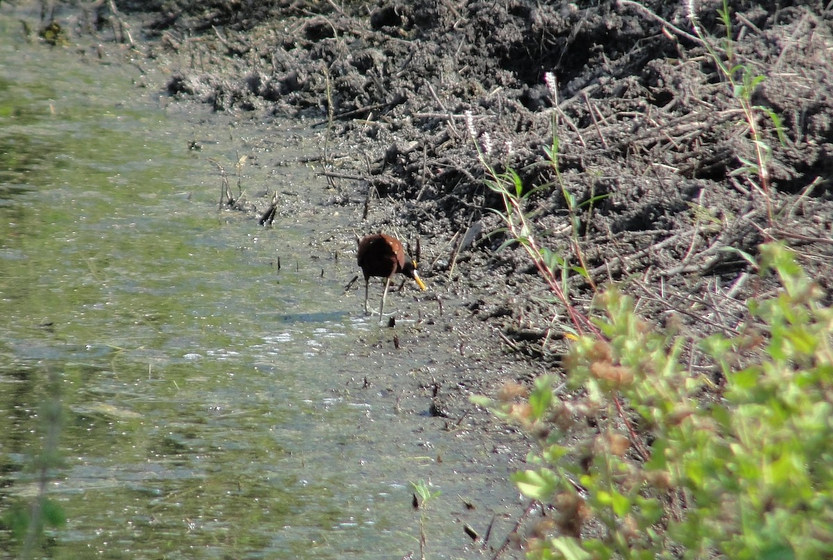 Northern Jacana - ML642661899