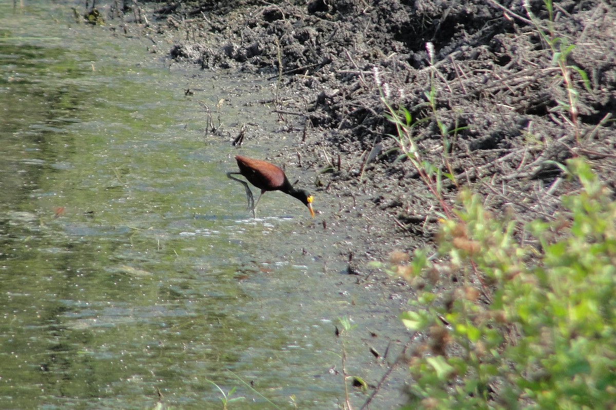 Northern Jacana - ML642661901