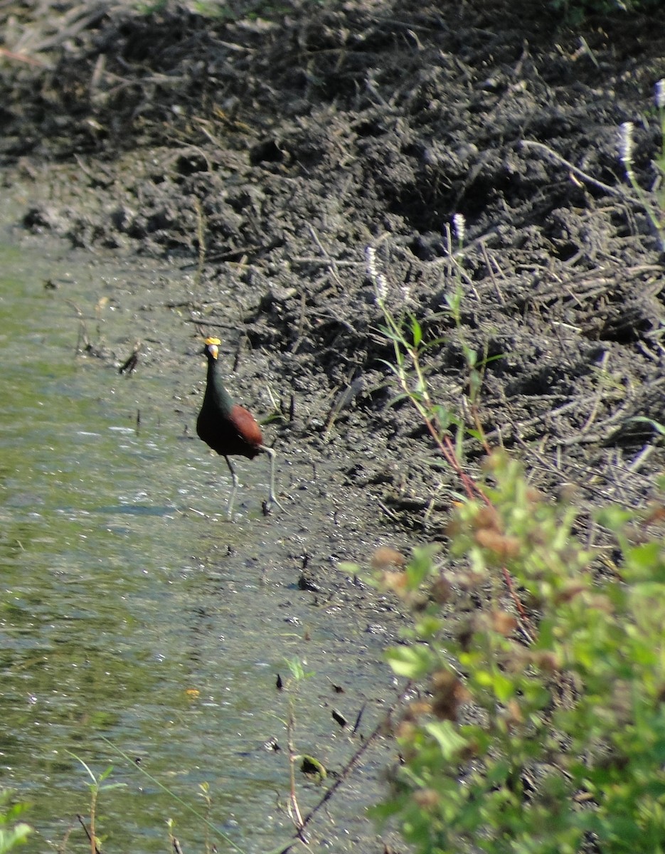 Northern Jacana - ML642661903