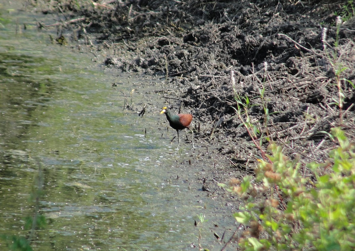 Northern Jacana - ML642661905