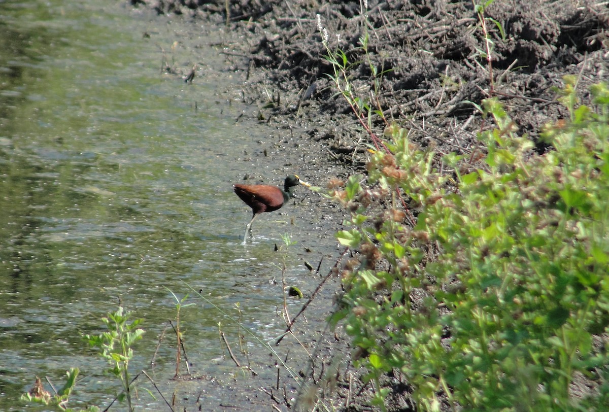 Northern Jacana - ML642661906
