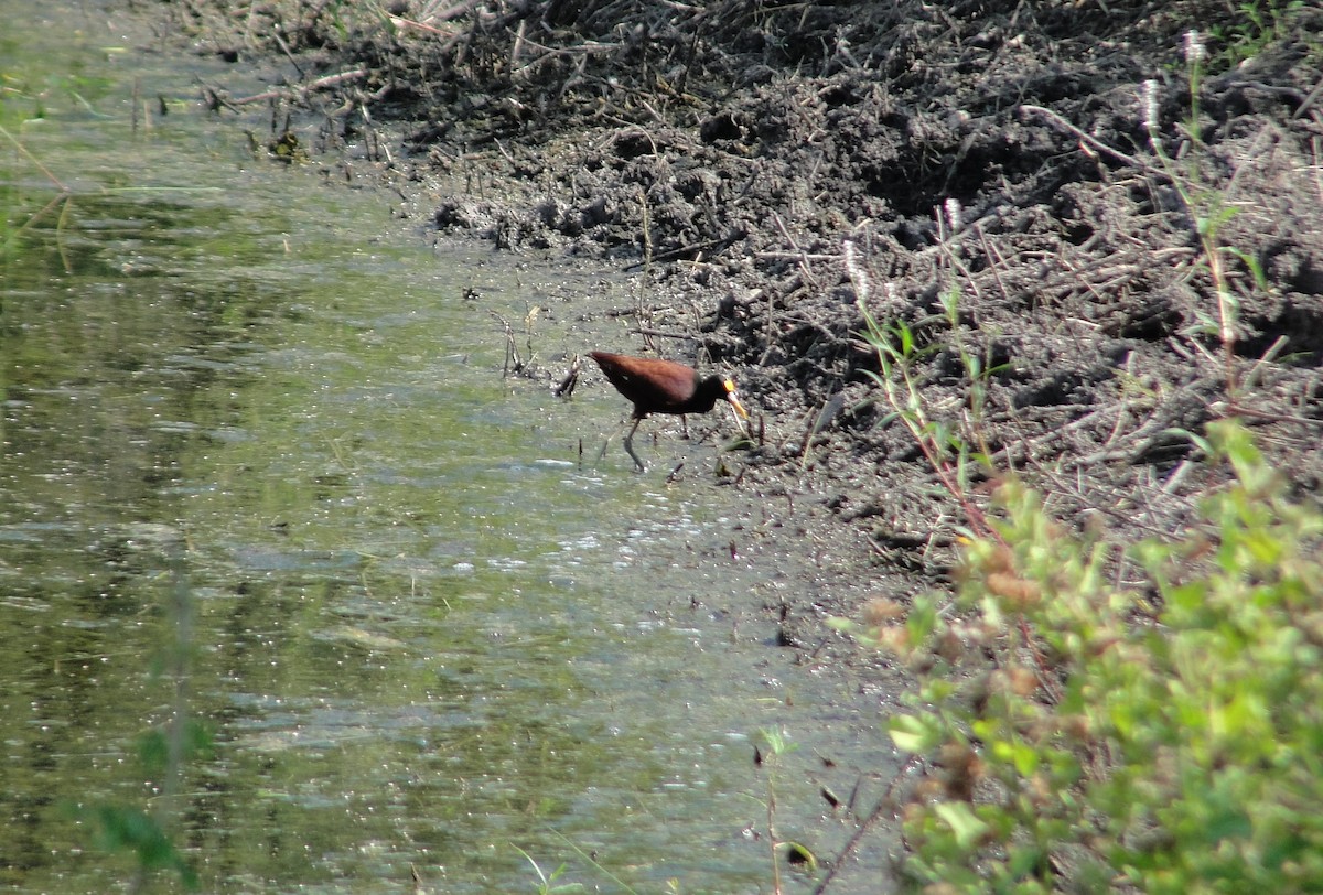 Northern Jacana - ML642661907