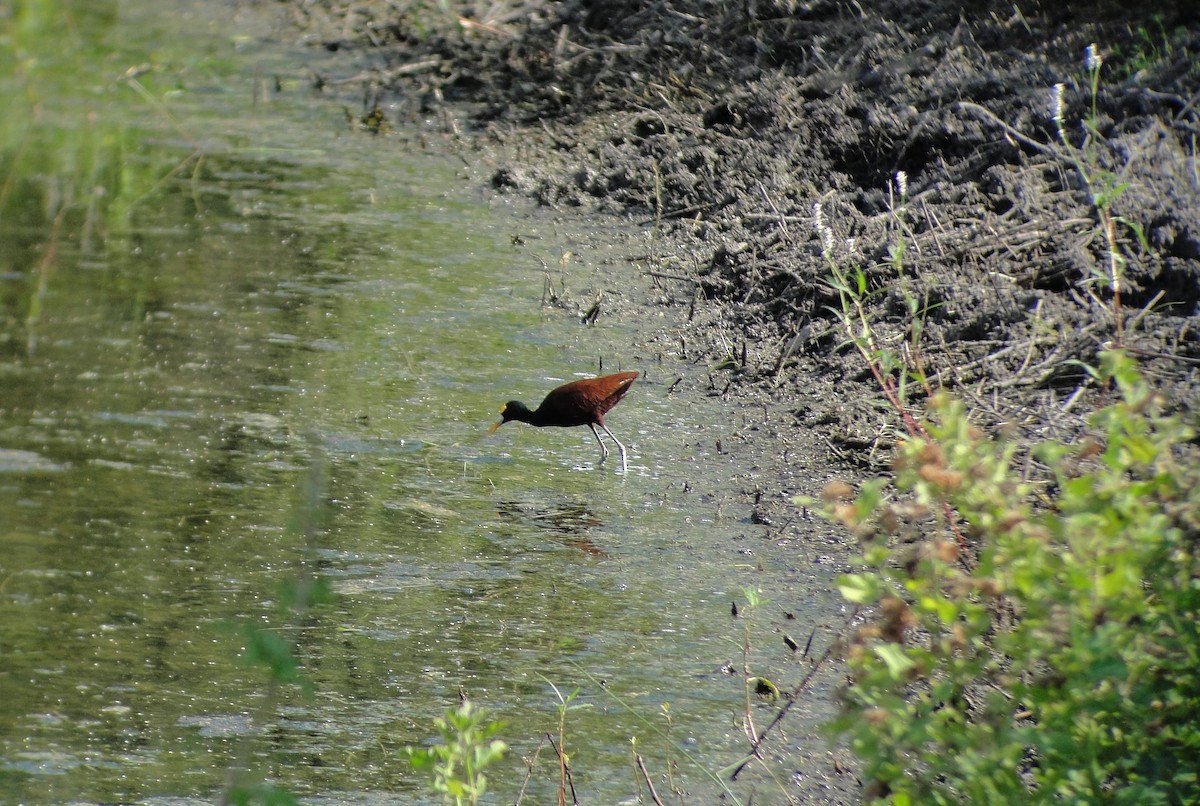 Northern Jacana - ML642661908