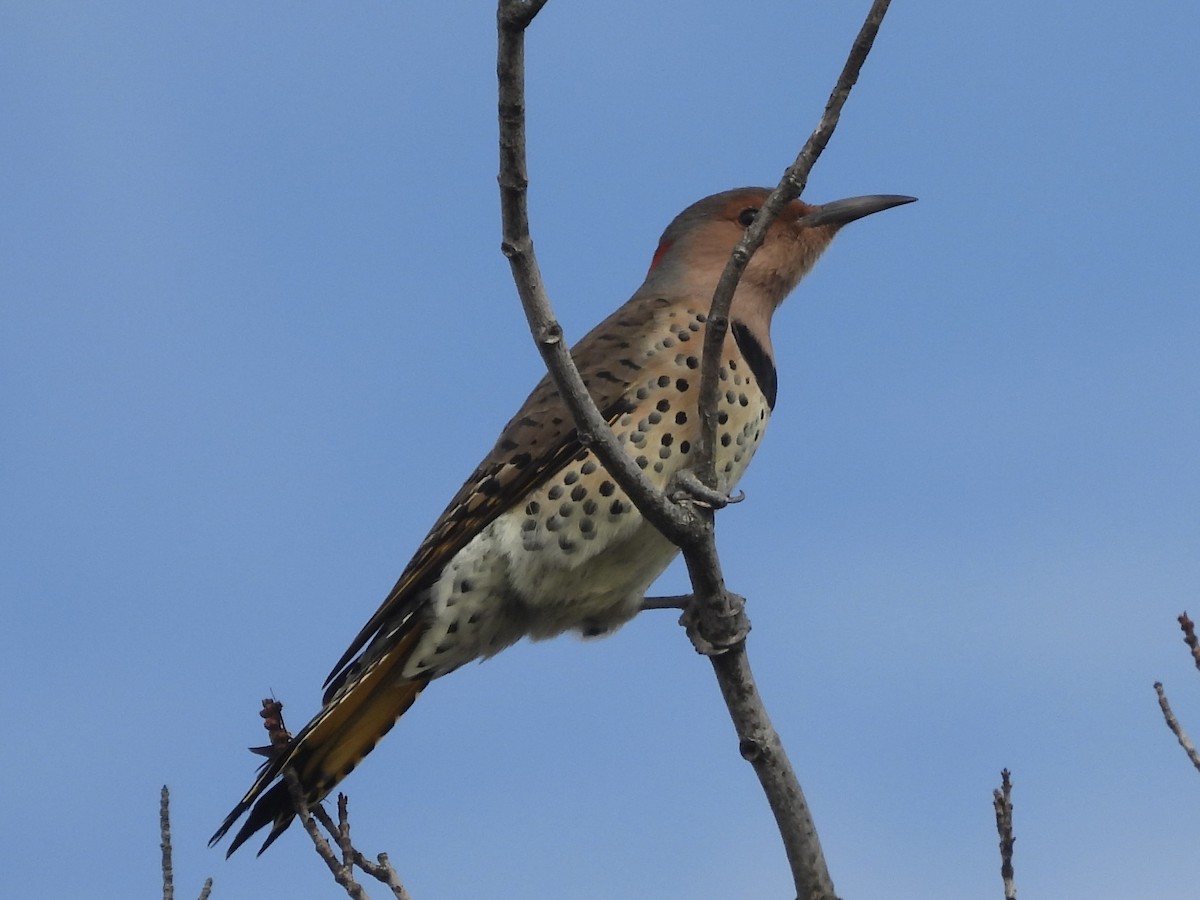 Northern Flicker - ML642661916