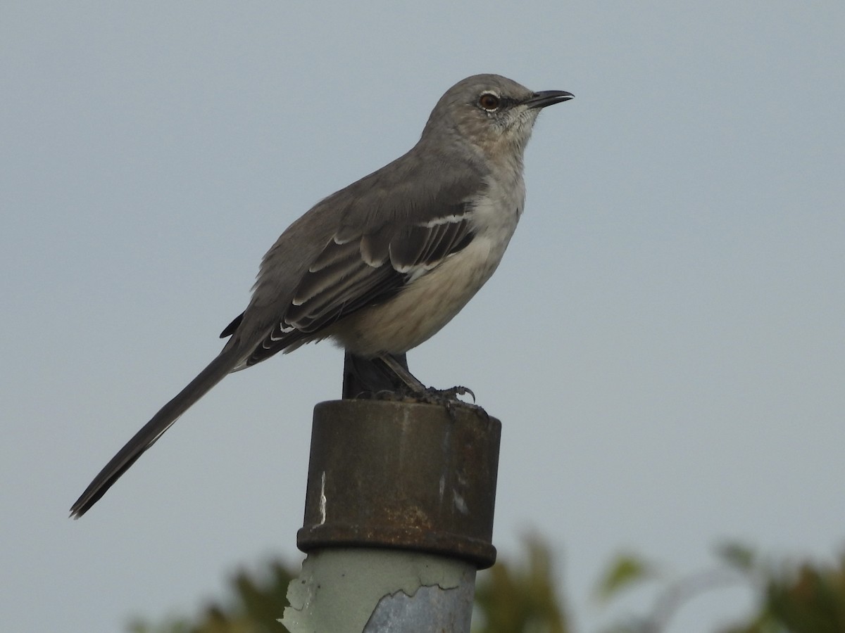 Northern Mockingbird - ML642661970