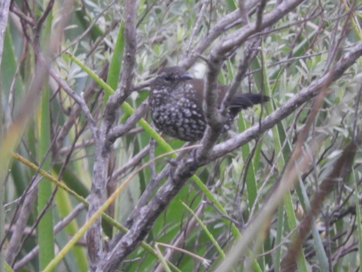 Sharp-tailed Streamcreeper - ML642661977