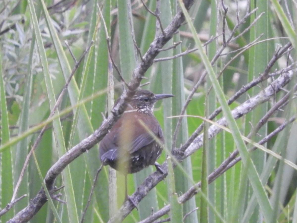 Sharp-tailed Streamcreeper - ML642661978