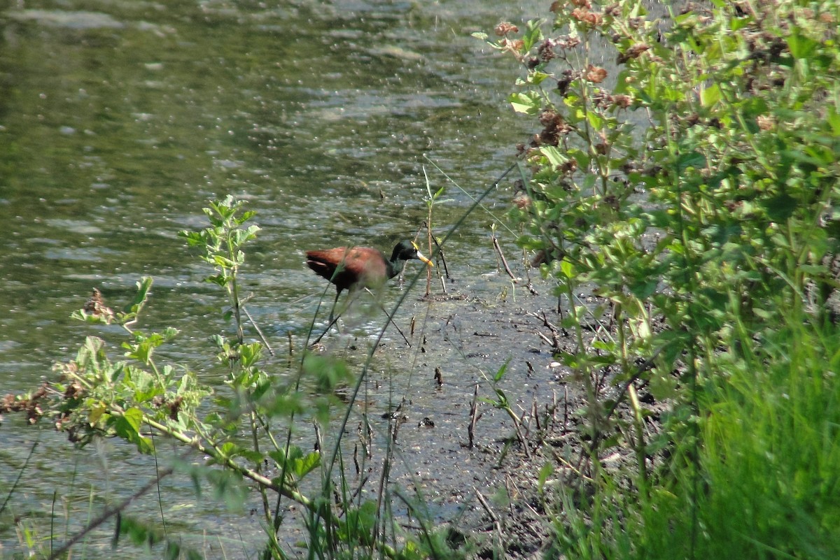 Northern Jacana - ML642661990