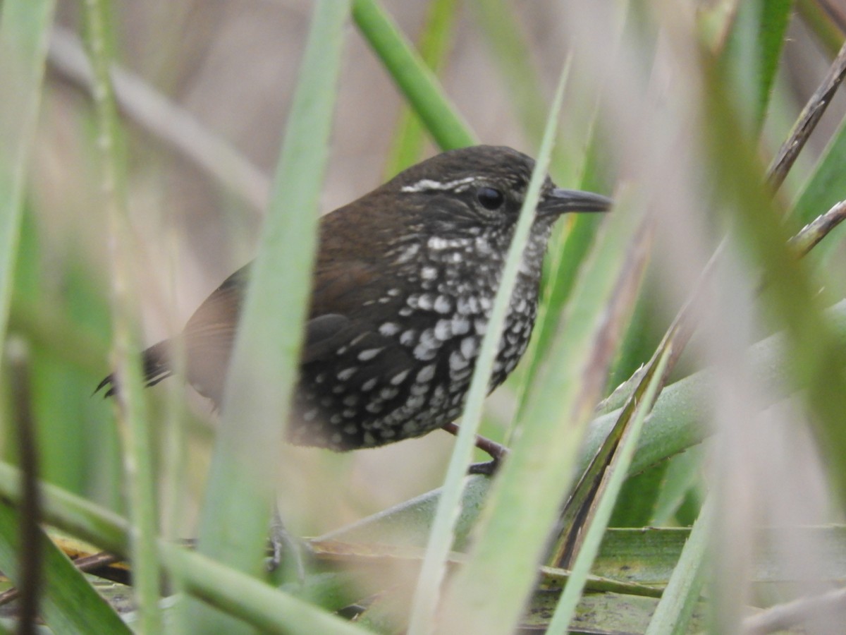 Sharp-tailed Streamcreeper - ML642662001