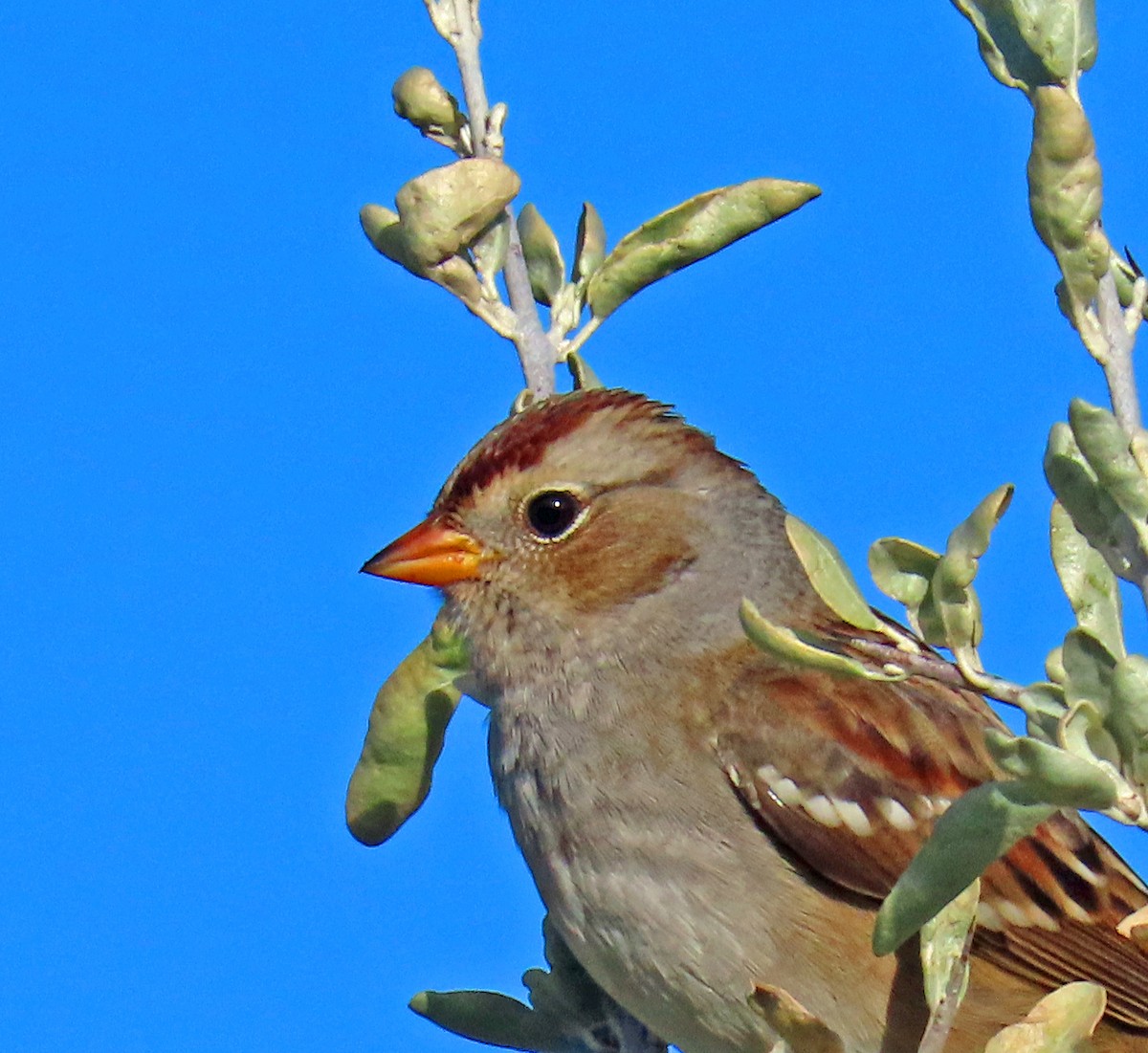 White-crowned Sparrow - ML642662007