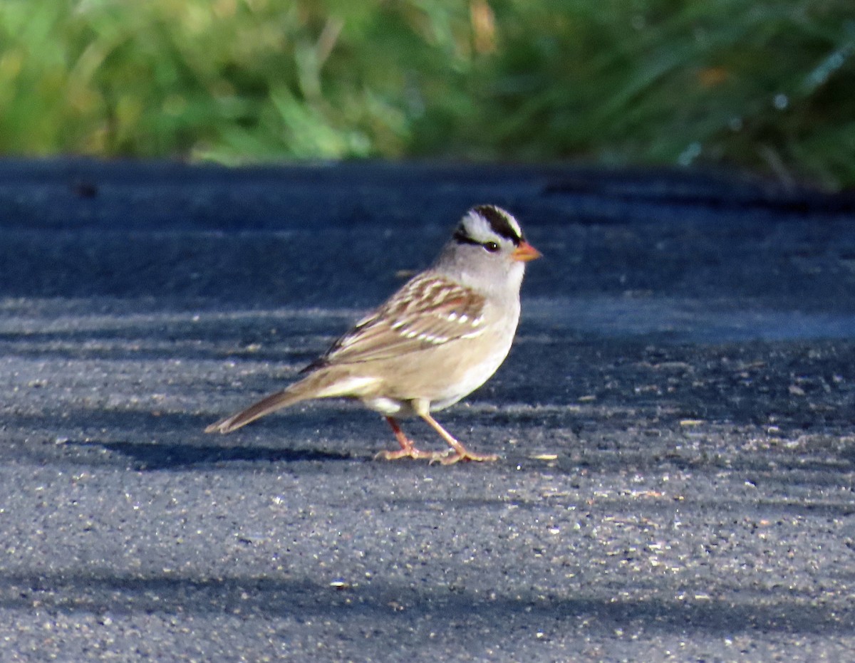 White-crowned Sparrow - ML642662008