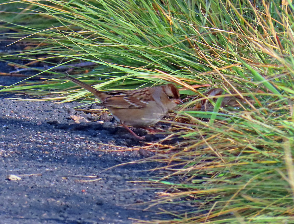 White-crowned Sparrow - ML642662010