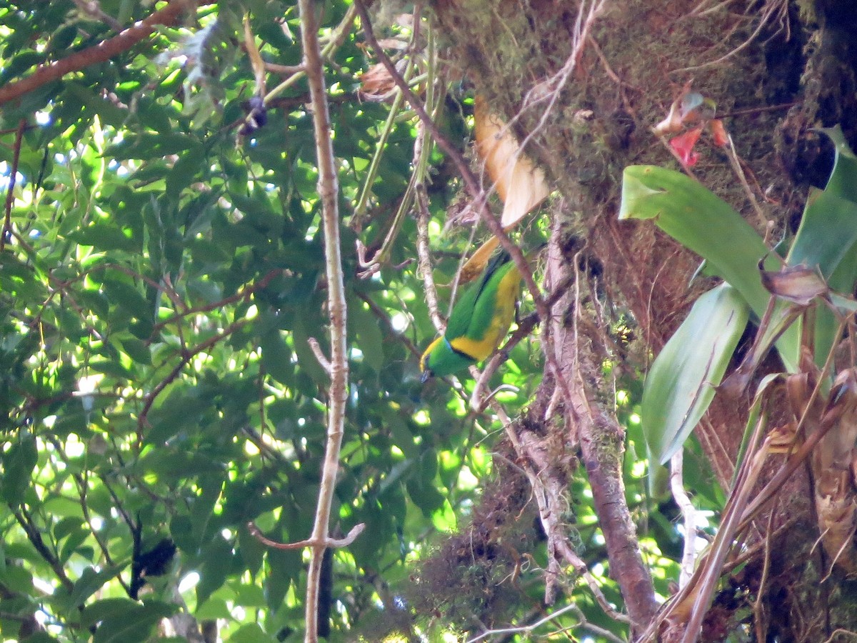 Golden-browed Chlorophonia - ML642662011