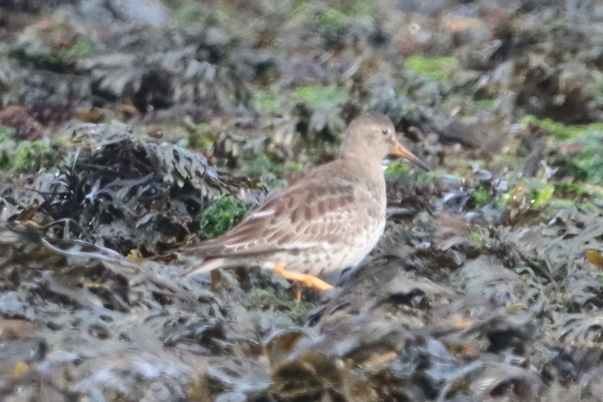 Purple Sandpiper - ML642662047