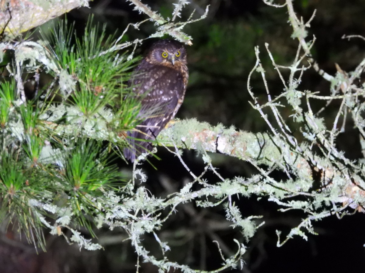 Morepork - ML642662048