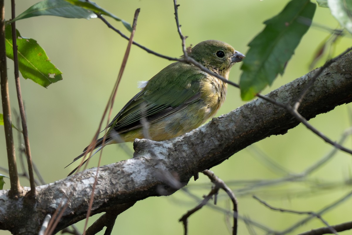 Painted Bunting - ML642662054