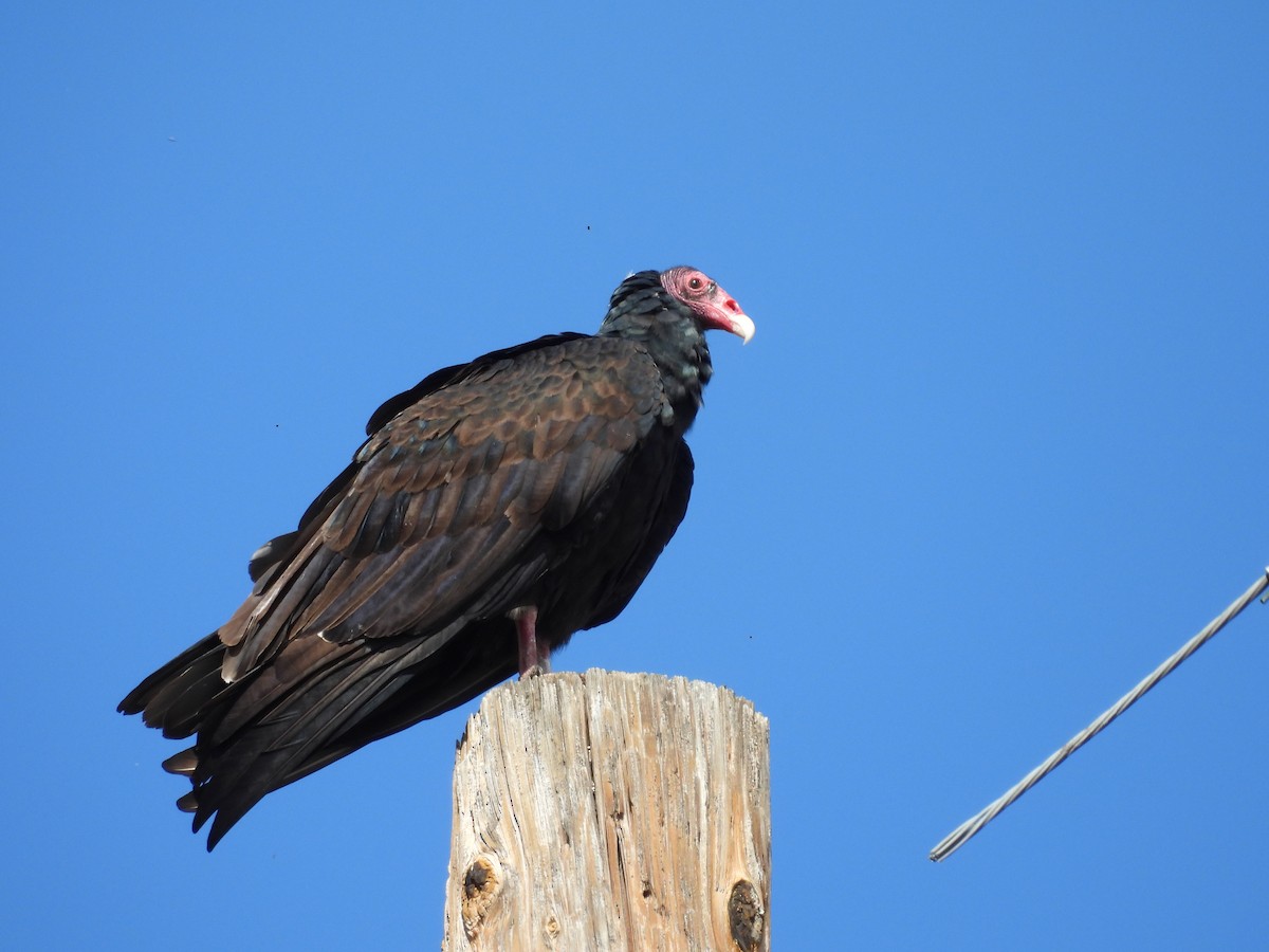 Turkey Vulture - ML642662061