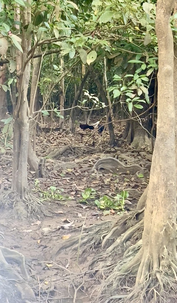 Borneo Mavi İbikli Sülünü - ML642662084