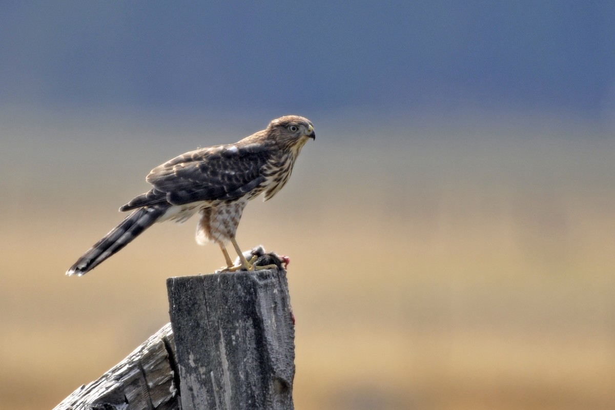 Cooper's Hawk - ML642662088