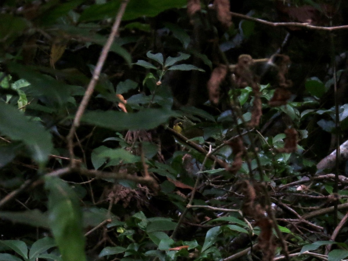 Kentucky Warbler - ML642662095