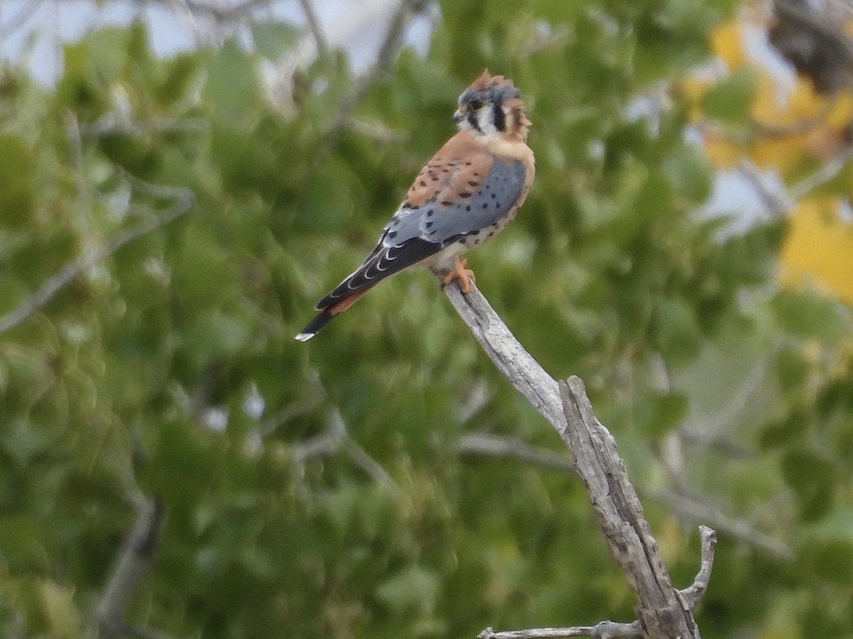 American Kestrel - ML642662098