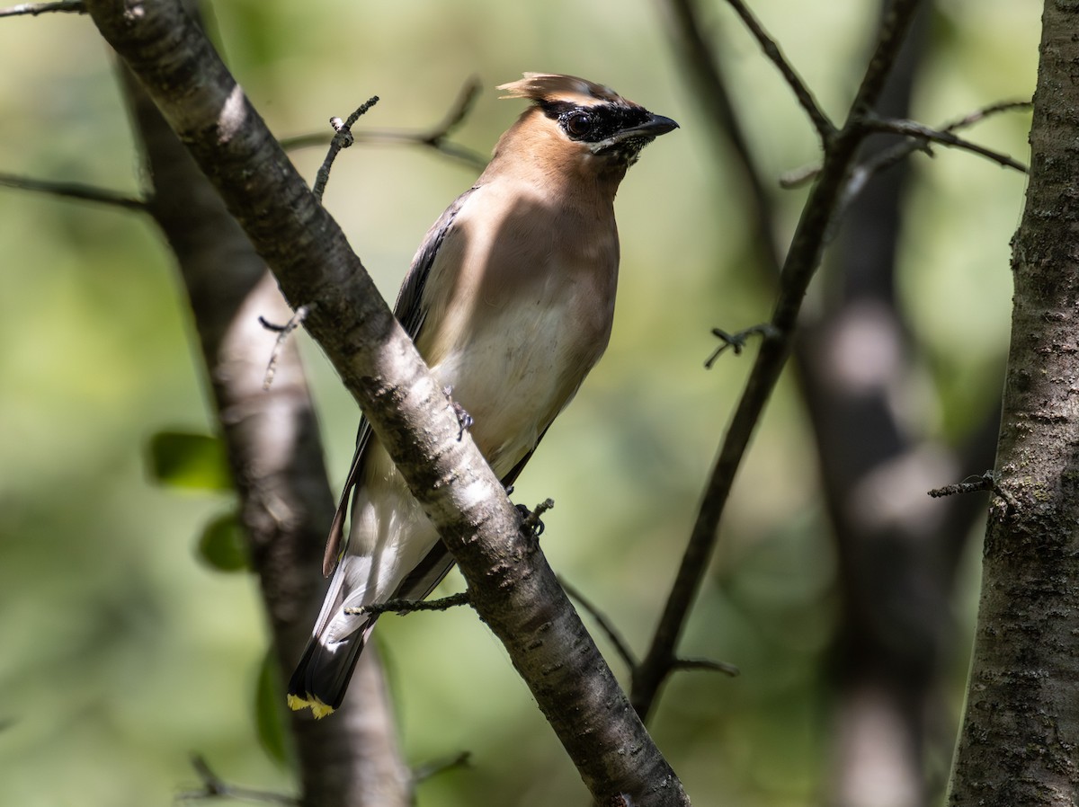 Cedar Waxwing - ML642662122