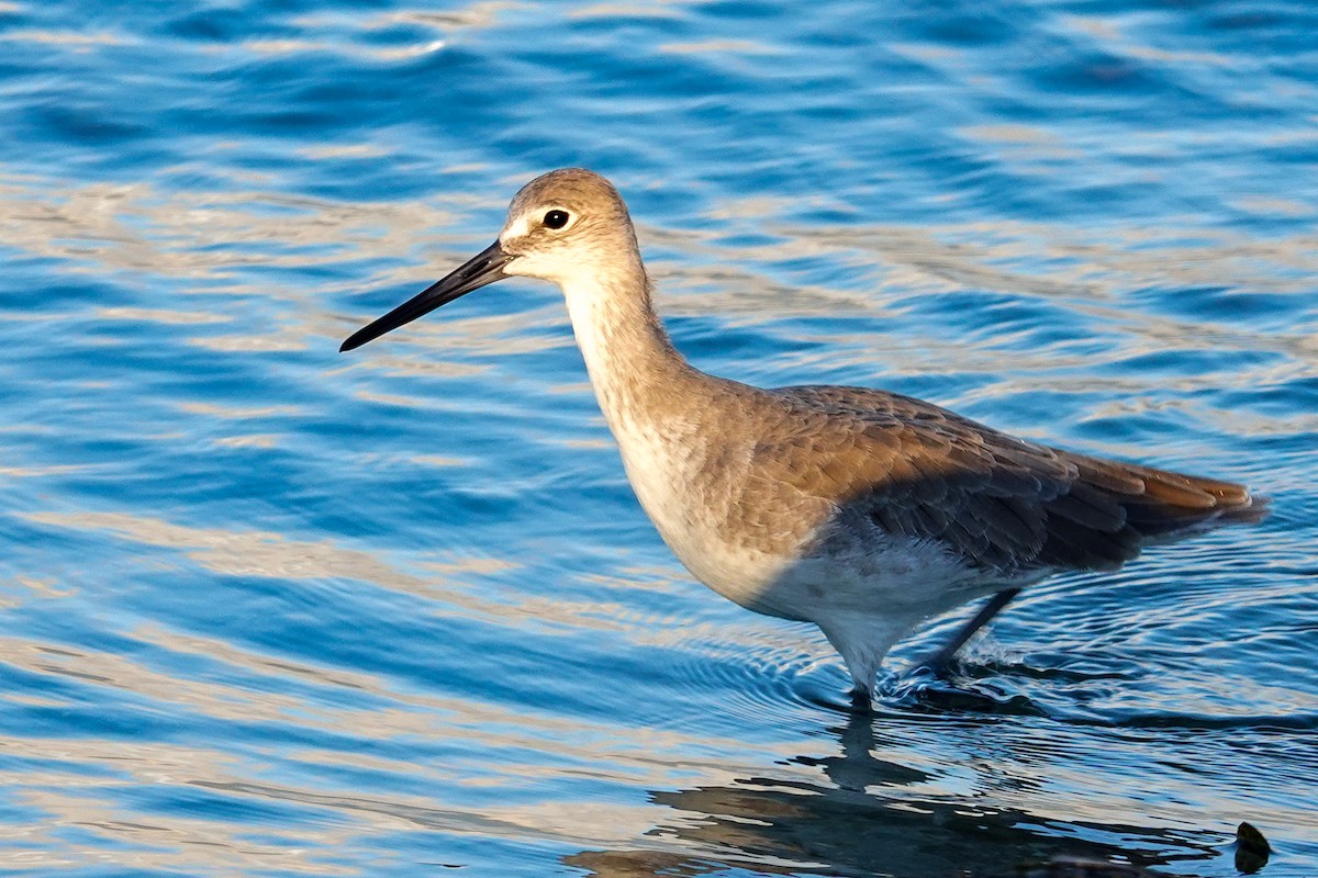 Willet - ML642662126