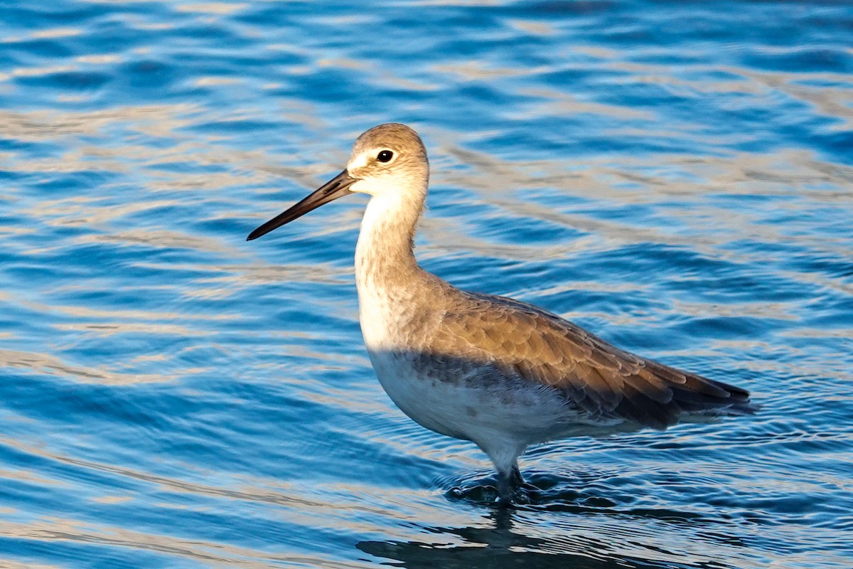 Willet - ML642662127