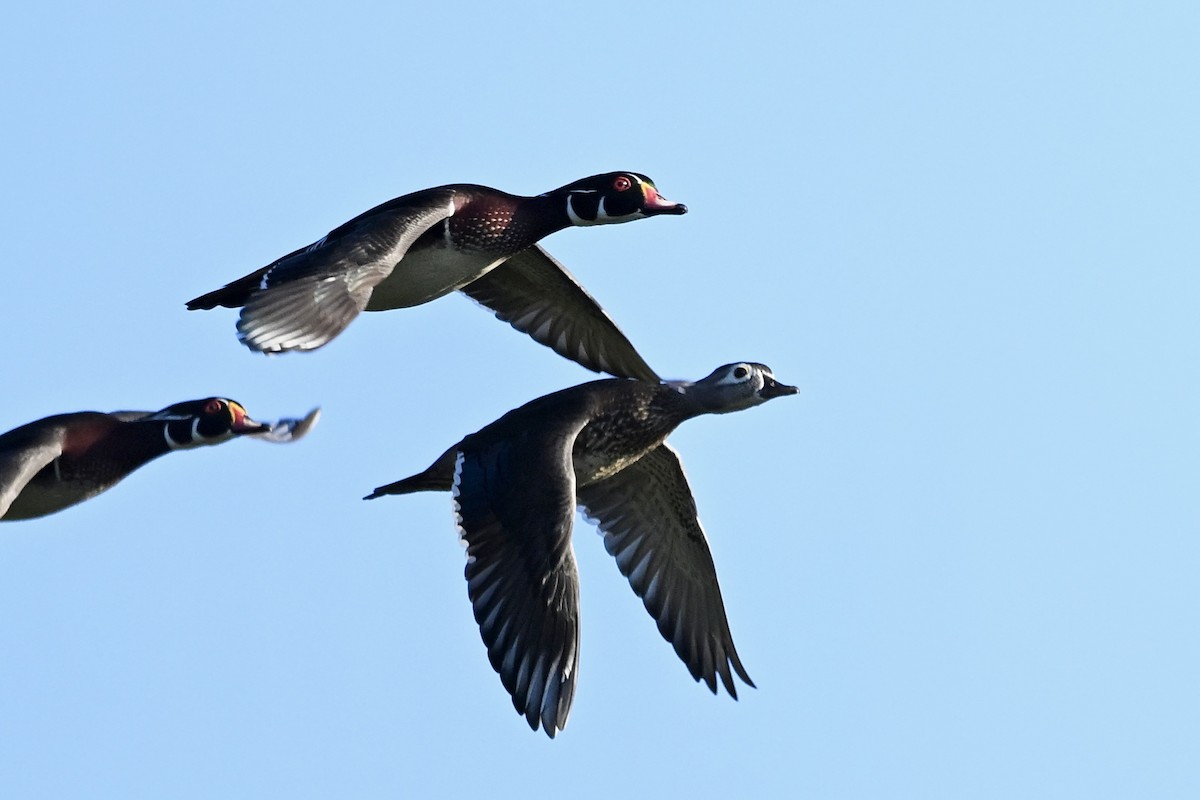 Wood Duck - ML642662135