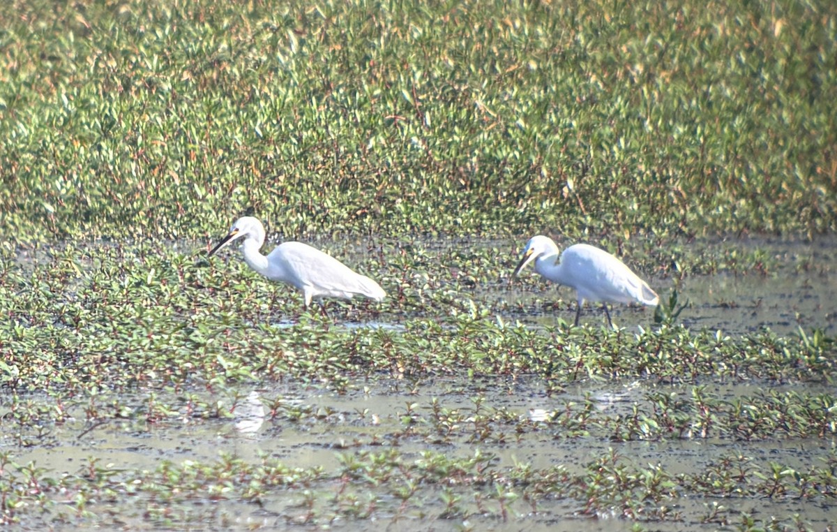 Snowy Egret - ML642662162