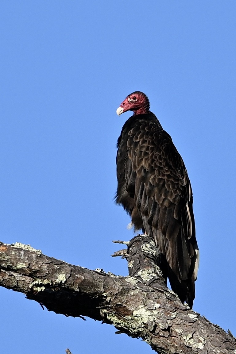 Turkey Vulture - ML642662163
