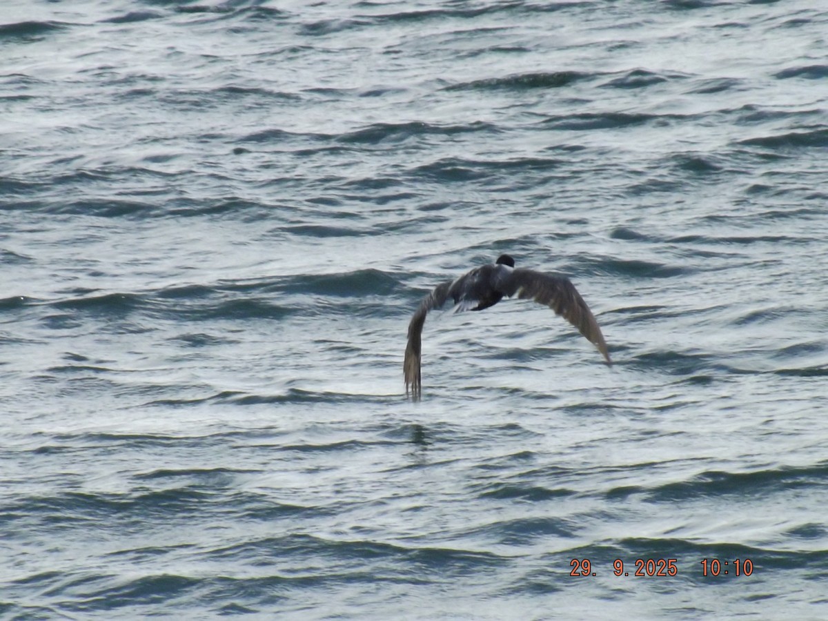 Neotropic Cormorant - ML642662176