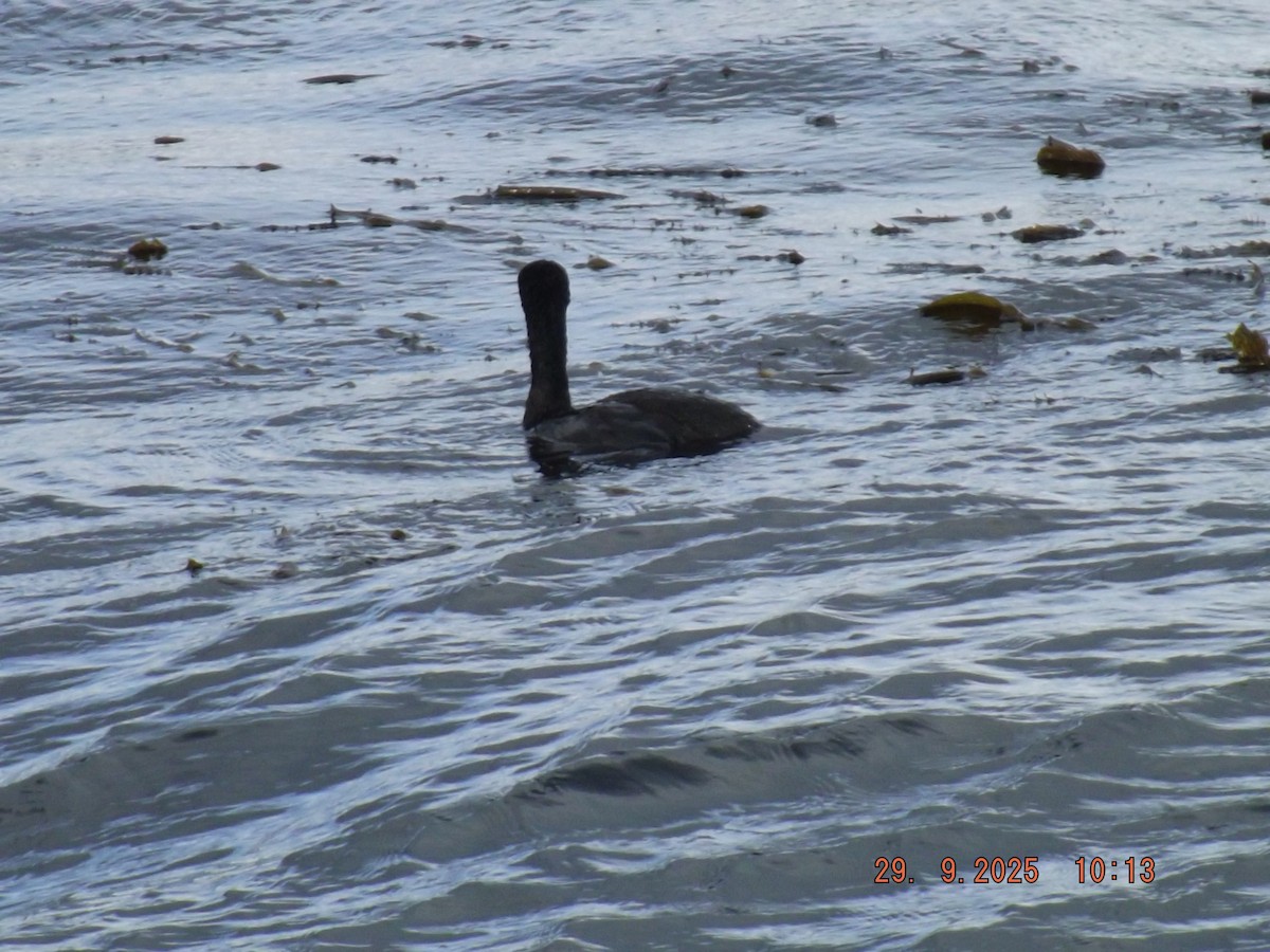 Neotropic Cormorant - ML642662177