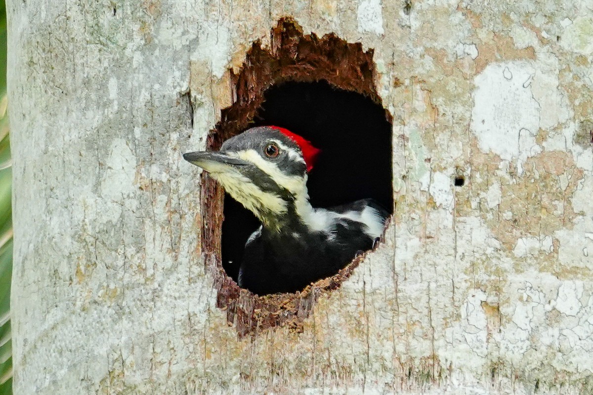 Pileated Woodpecker - ML642662185