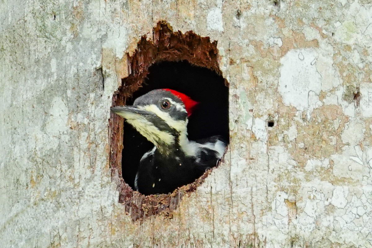 Pileated Woodpecker - ML642662186