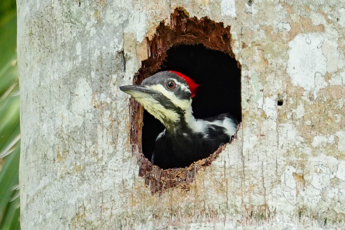 Pileated Woodpecker - ML642662188