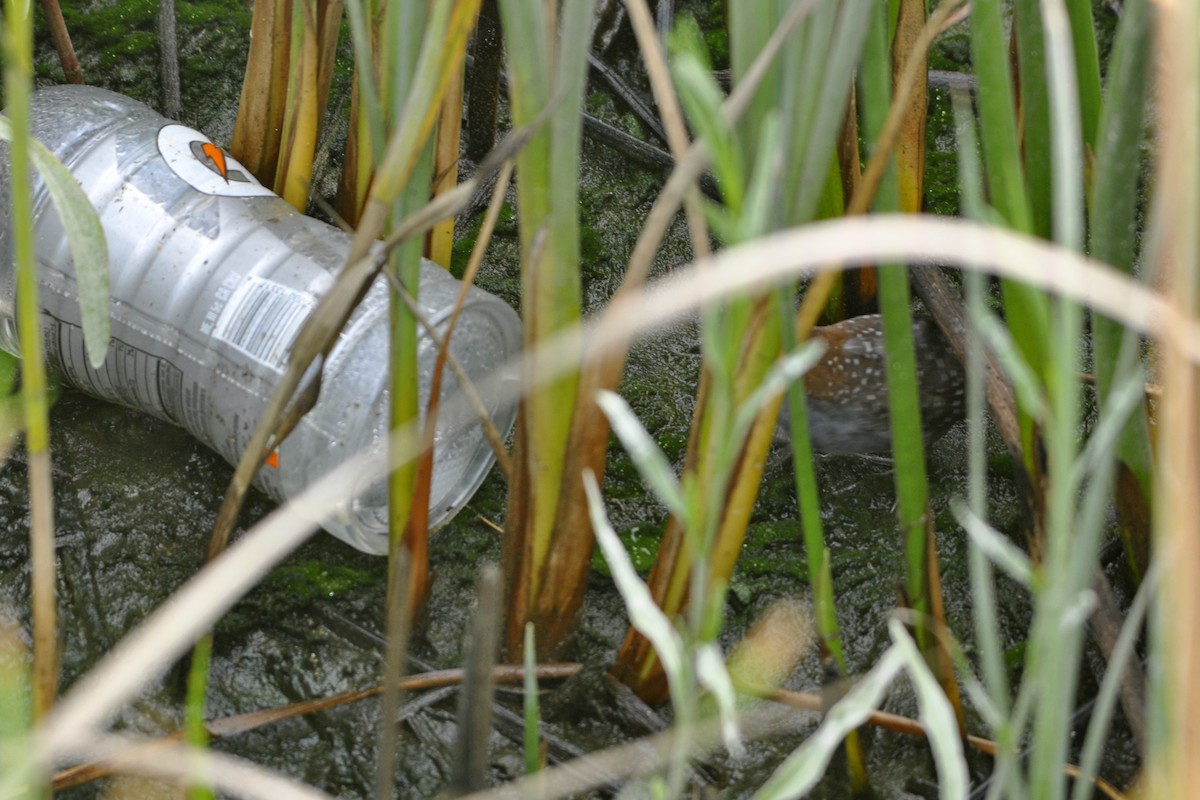 Polluela Negruzca - ML642662234