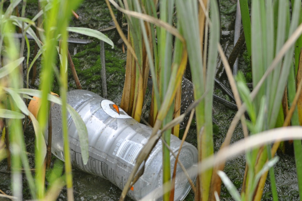 Polluela Negruzca - ML642662238