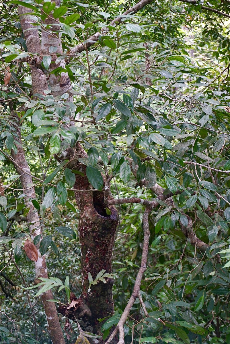Lesser Green Leafbird - ML642662244