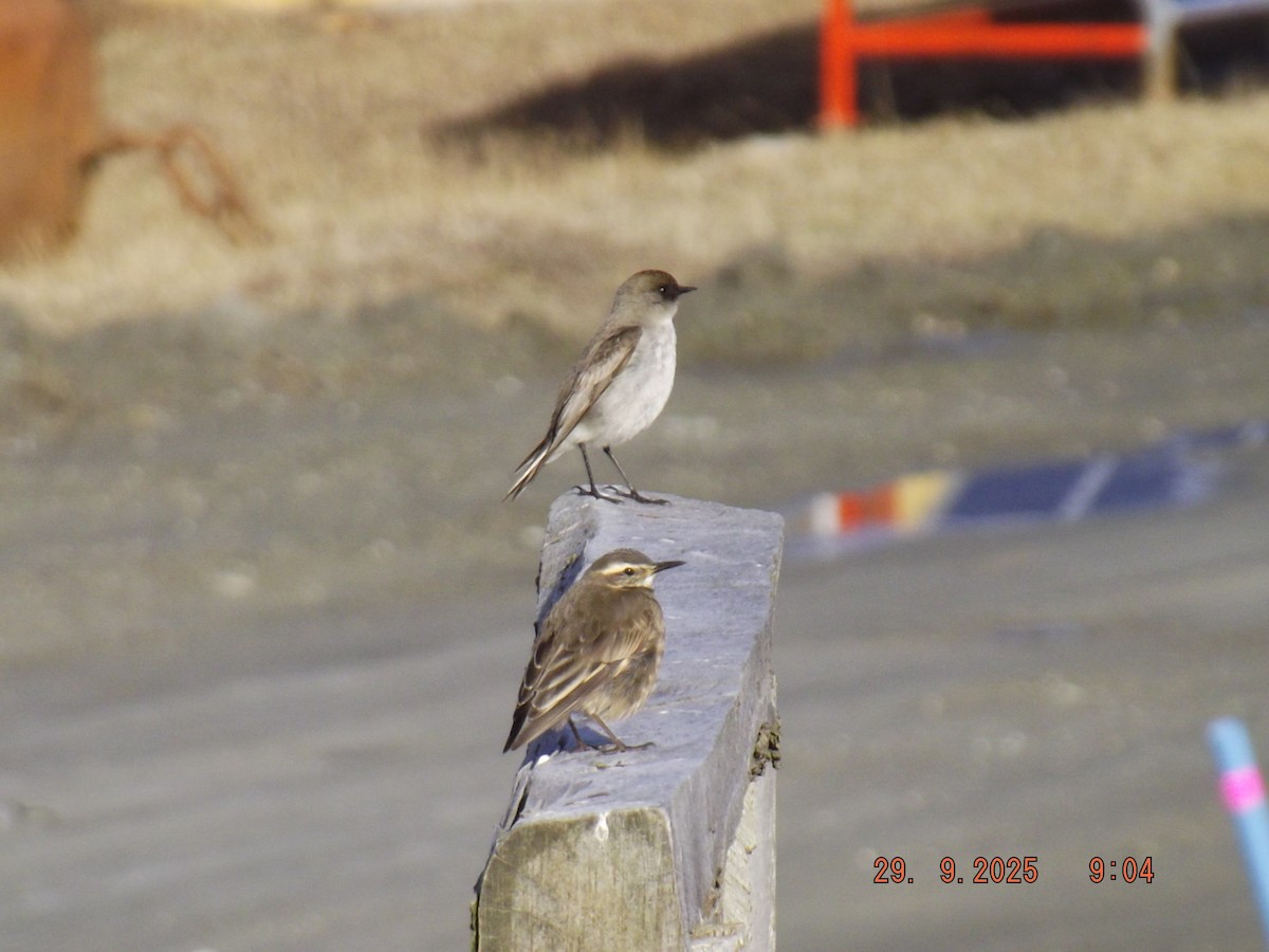 Buff-winged Cinclodes - ML642662246