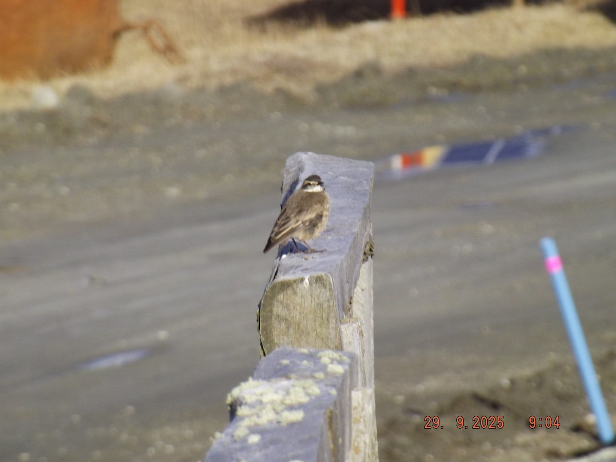 Buff-winged Cinclodes - ML642662247