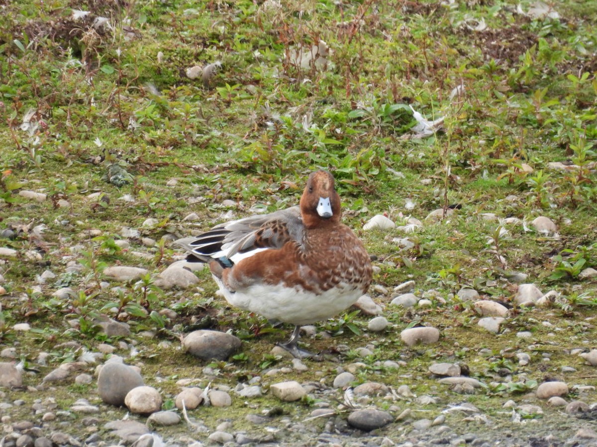 Eurasian Wigeon - ML642662288