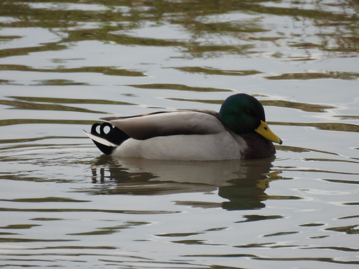 Mallard - ML642662294