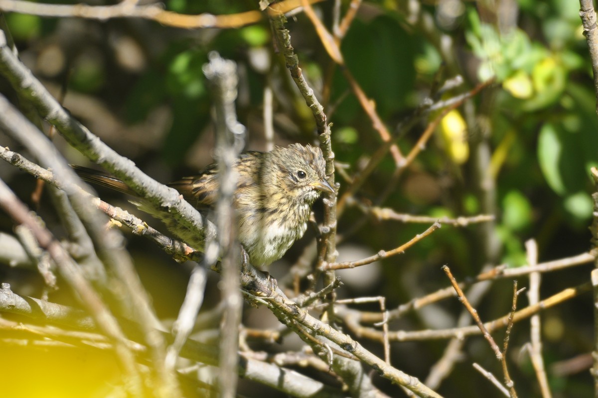 Lincoln's Sparrow - ML642662315