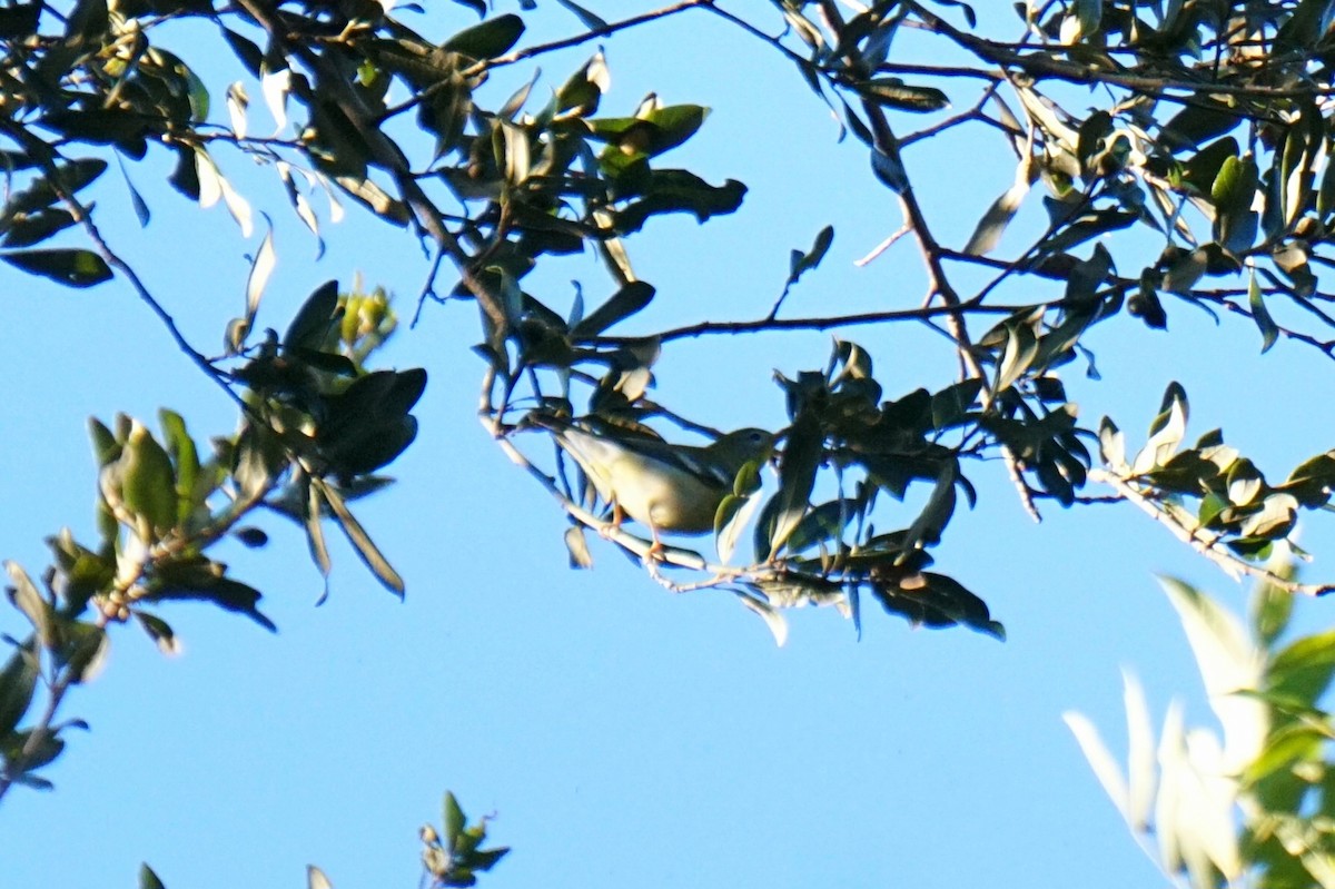 Northern Parula - ML642662331