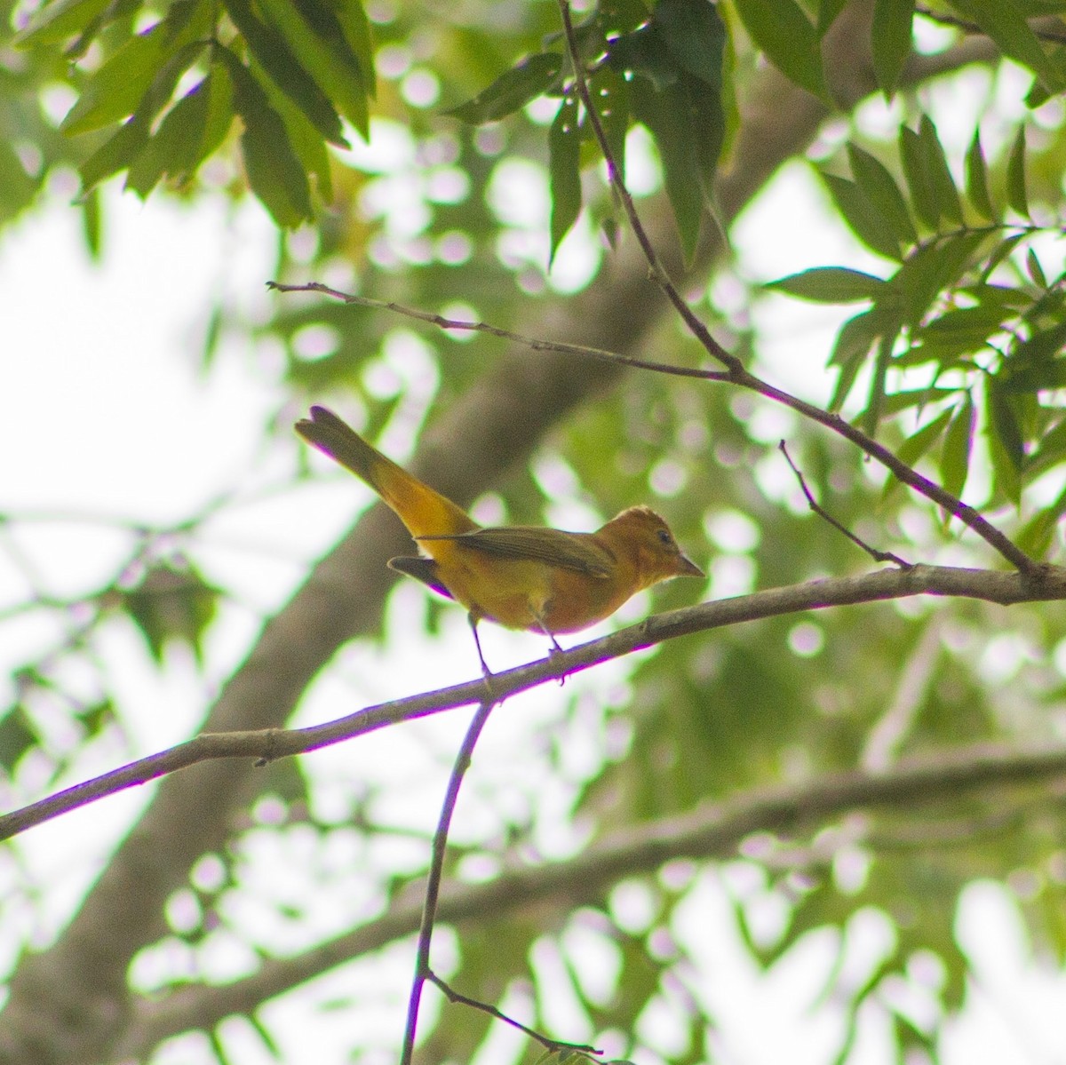 Summer Tanager - ML642662341