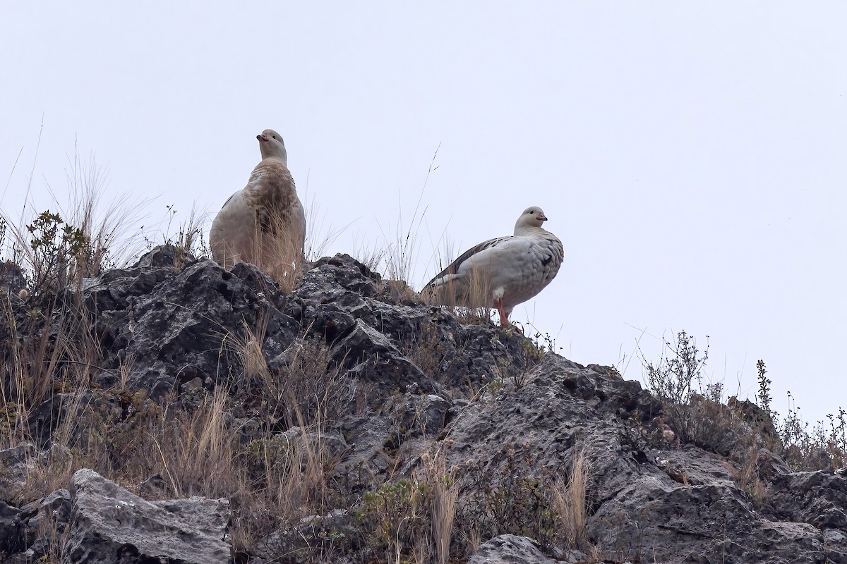Andean Goose - ML642662344