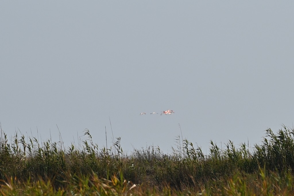 Ягаан нал - ML642662345
